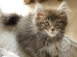 maine-coon-kittens